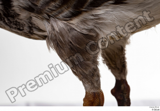 Greater white-fronted goose Anser albifrons leg 0023.jpg